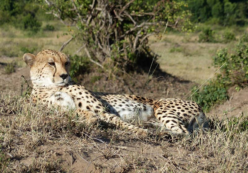Cheetah-1.jpg