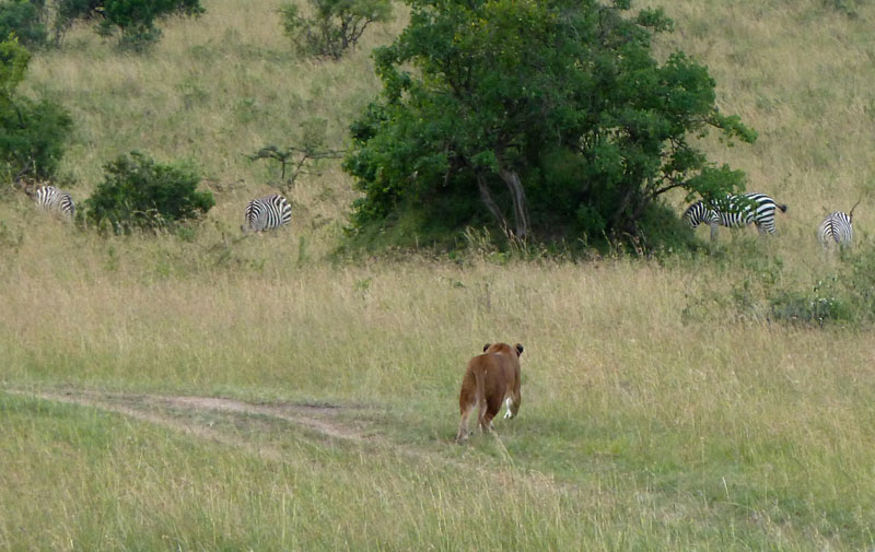 Lion-Stalking.jpg