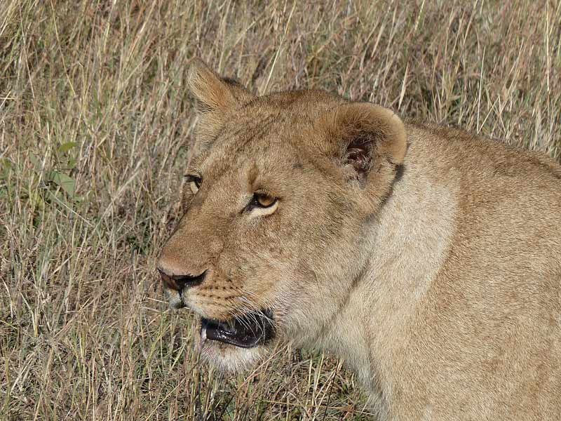 Lioness-1.jpg