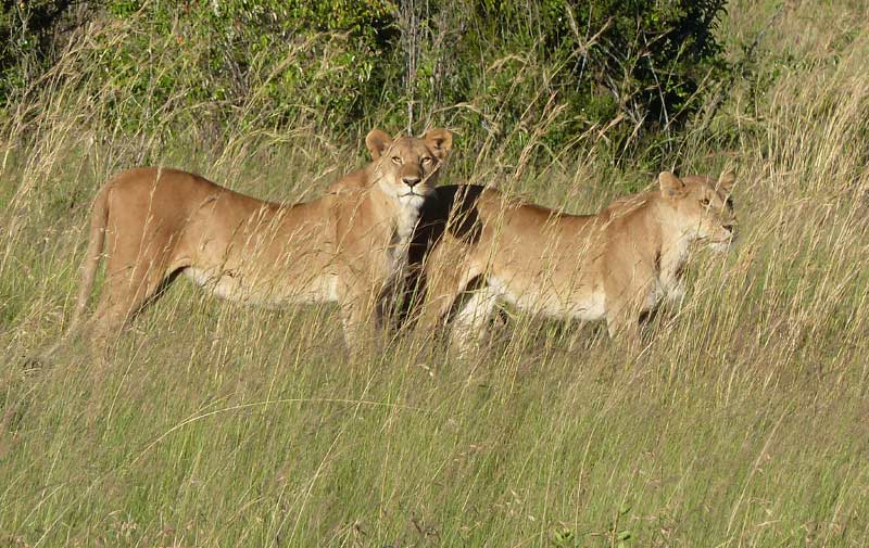 Lions-1.jpg