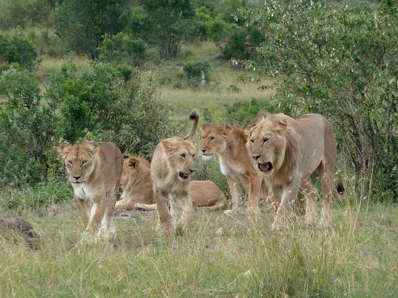 Lions-2.jpg