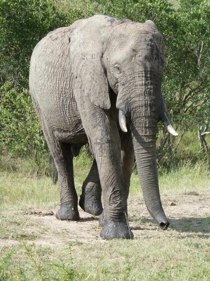 Elephant.jpg