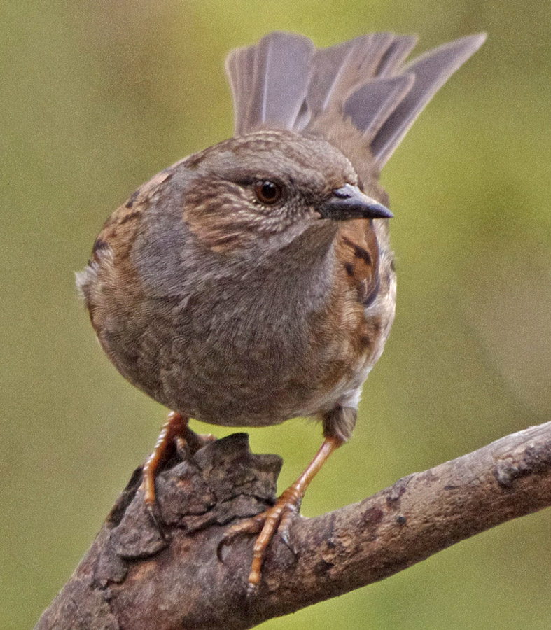 Dunnock.jpg