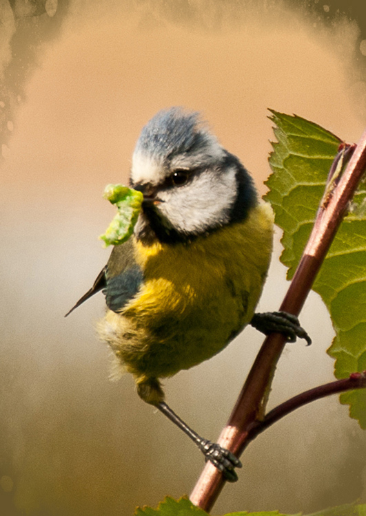 Grubs Up