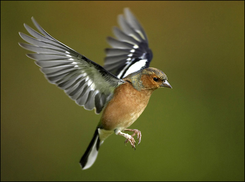 chaffinch in flight- adaps copy.JPG