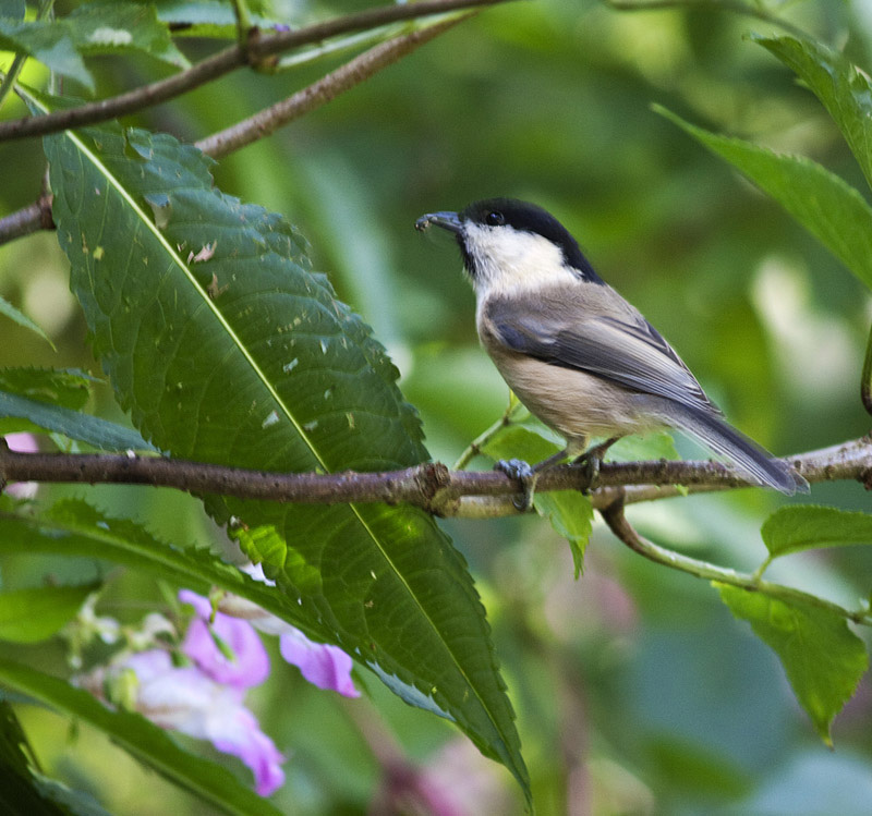 Willow Tit.jpg