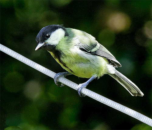 BIRD ON A WIRE