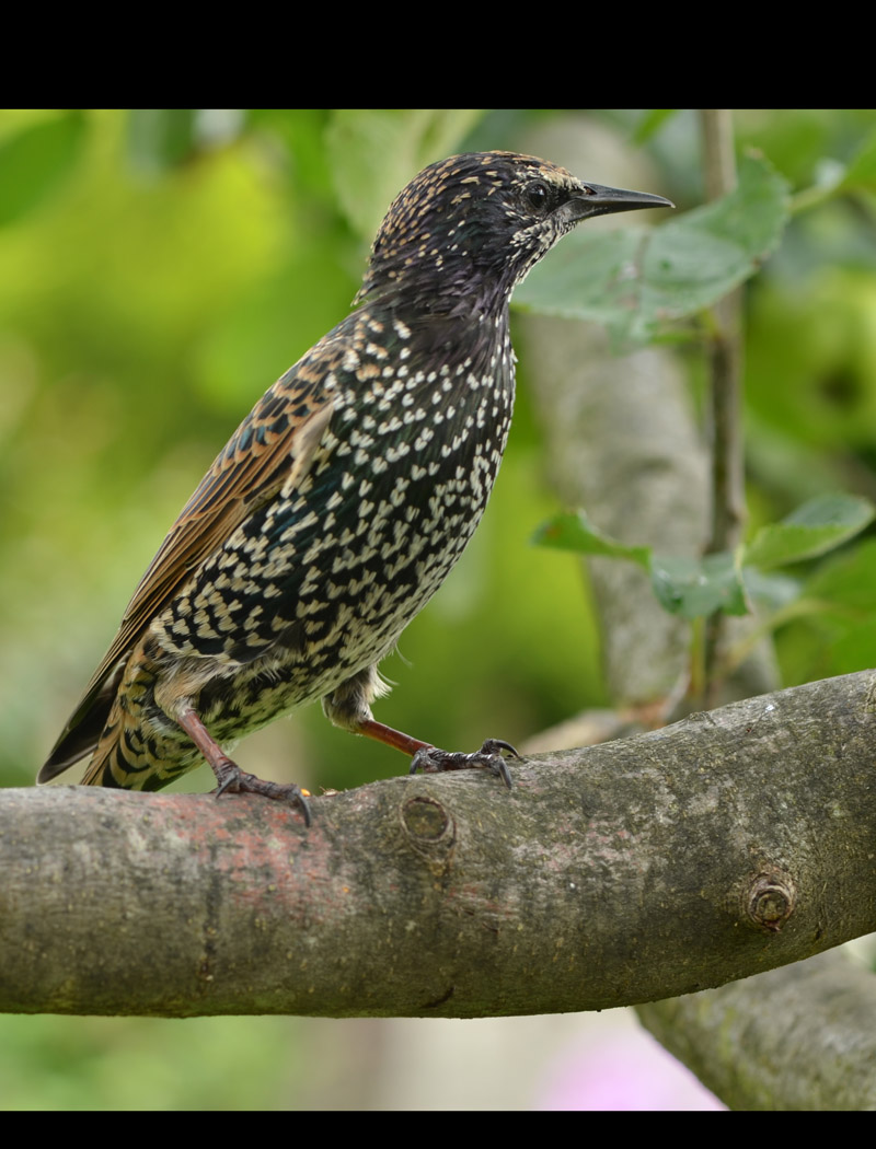 Starling