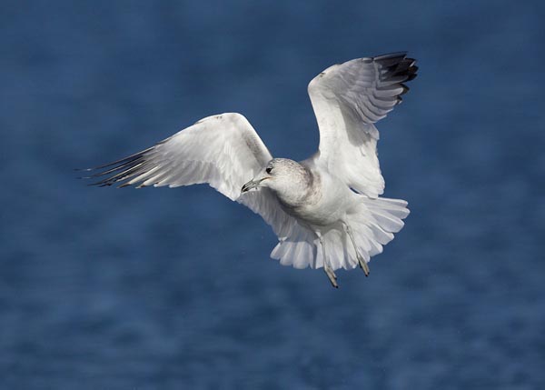 05 gull.JPG
