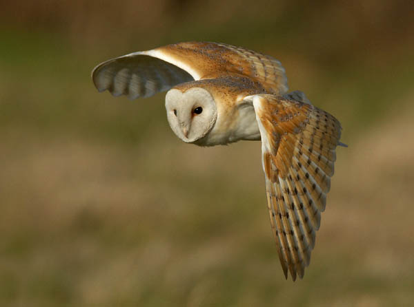 06 Barn owl.JPG