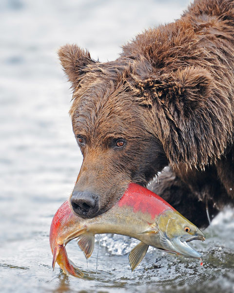 Grizzly with salmon.JPG