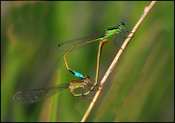 MATING DAMSELFLIES.jpg