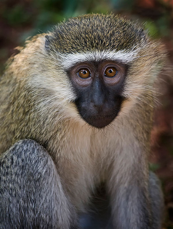 Vervet-Monkey-#1-(ADAPS).jpg