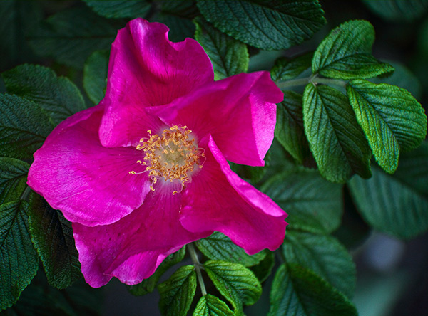Dog-Rose.jpg
