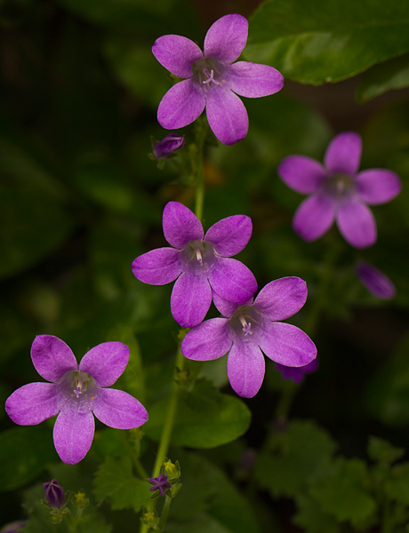 Flowers.jpg
