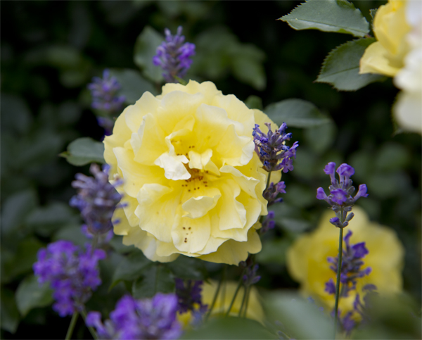 Rose 3.jpg