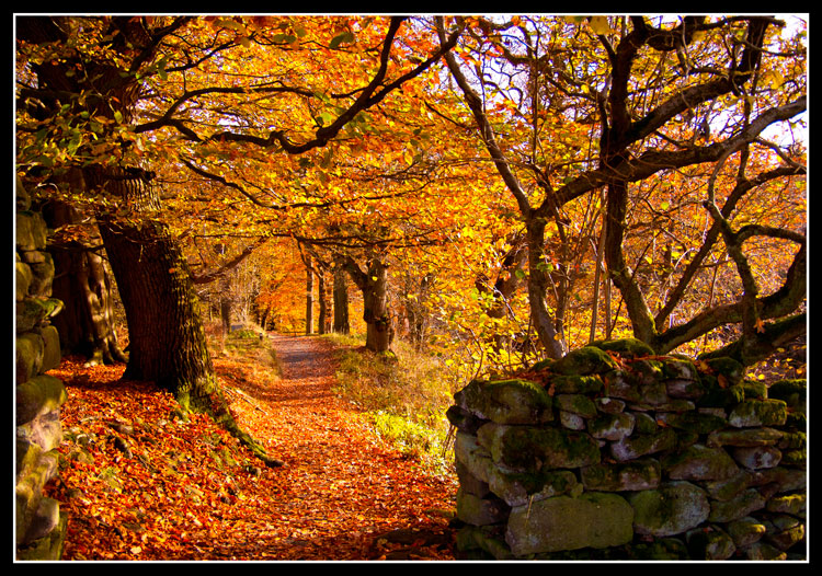 Bolton Abbey