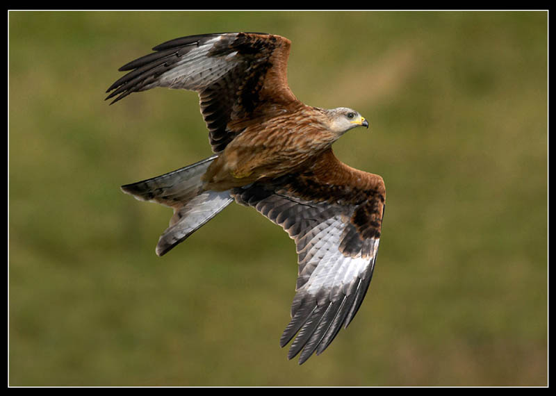 RED KITE 3 copy copy.JPG