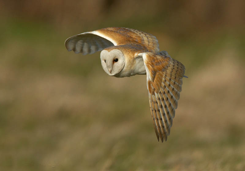 BARN OWL IN FLIGHT,adaps.JPG