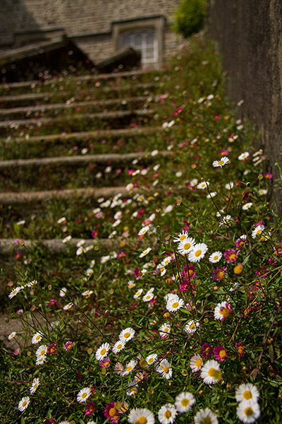 Flowery Stair Carpet