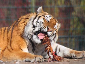BZ TigerL.jpg