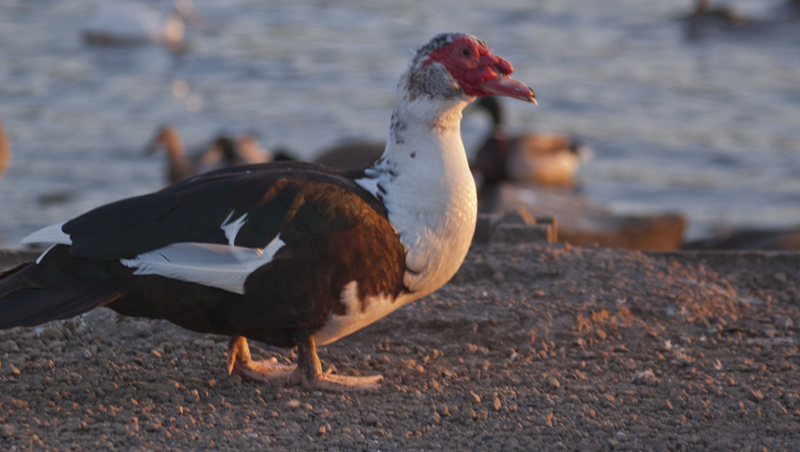 Ugly Bird Pennington.jpg