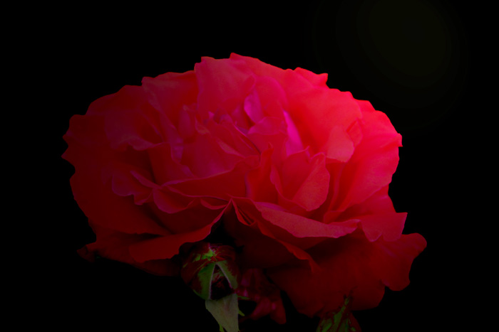 Studio Rose.jpg
