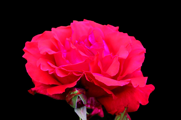 Studio Rose original.jpg
