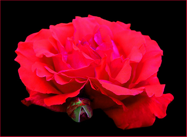 Rose-Edited.jpg