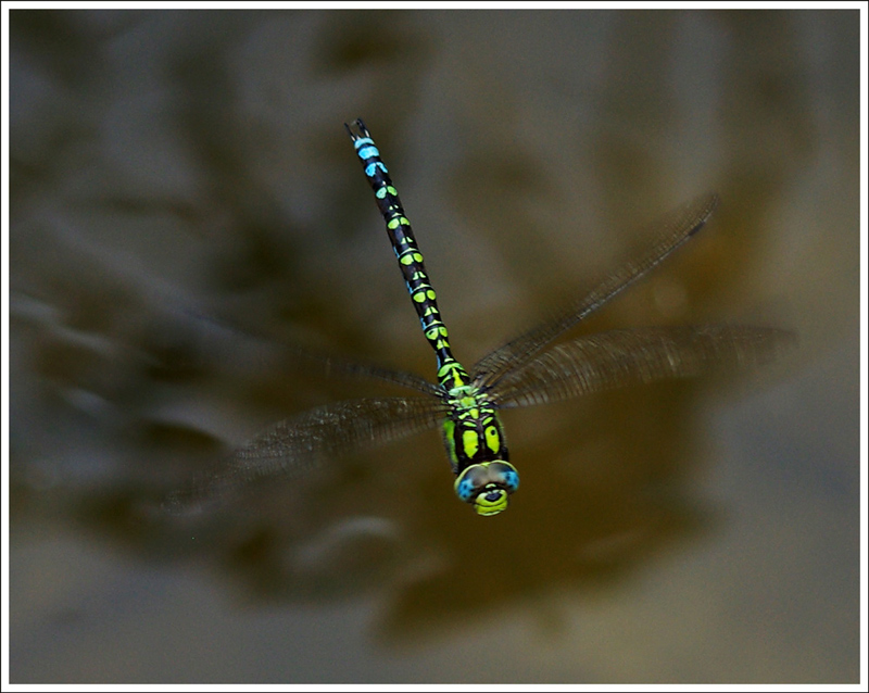 Damsel-Fly--ADAPS.jpg