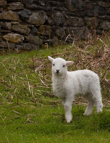 Spring-Lamb.jpg