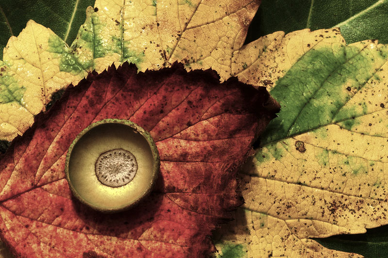 Forever Autumn.jpg