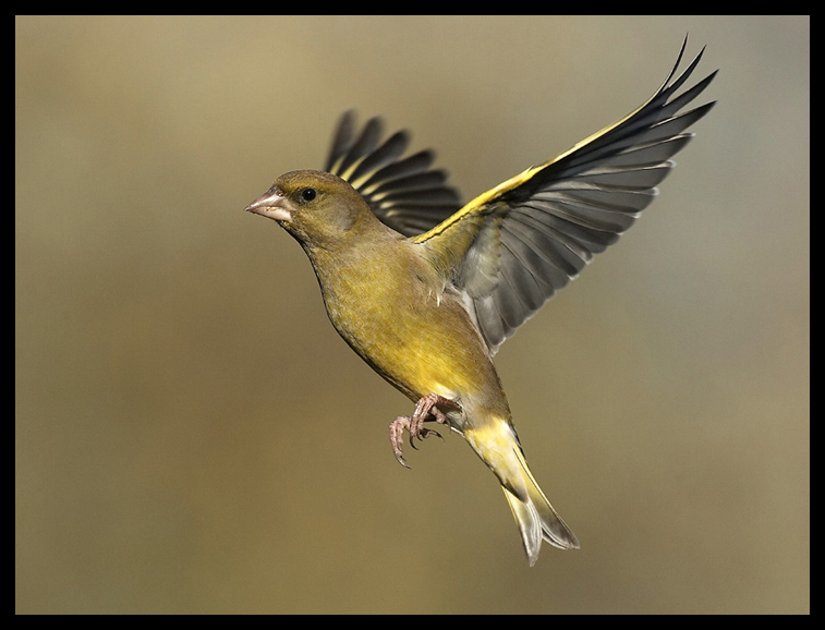 GOLDFINCH ADAPS.jpg