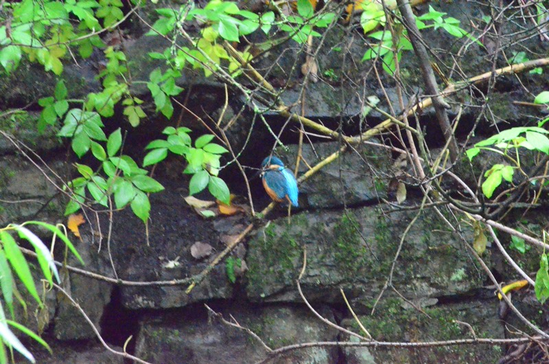 Kingfisher.JPG