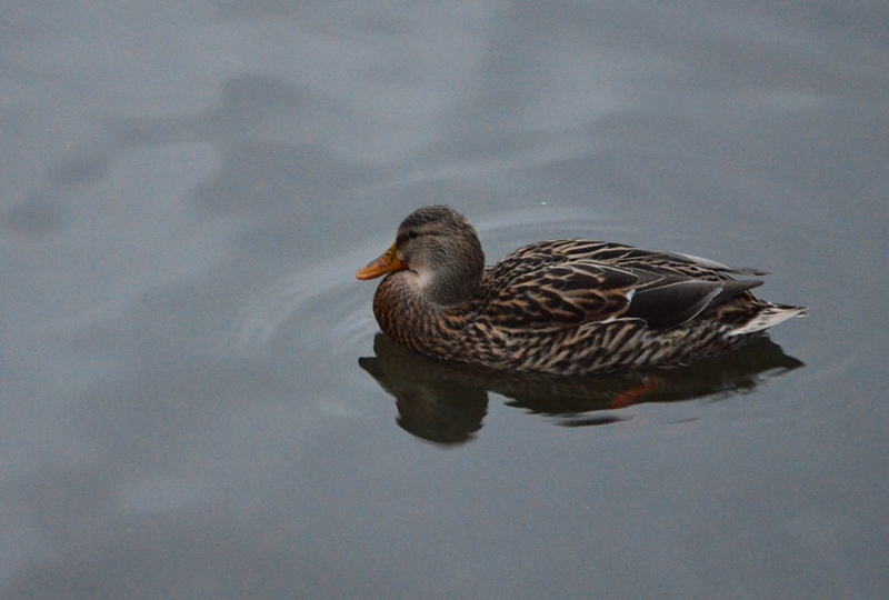 DSC_6772a.JPG