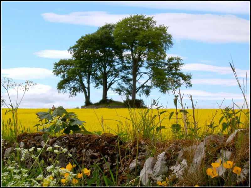 Yellows at prehistoric burial mound.jpg