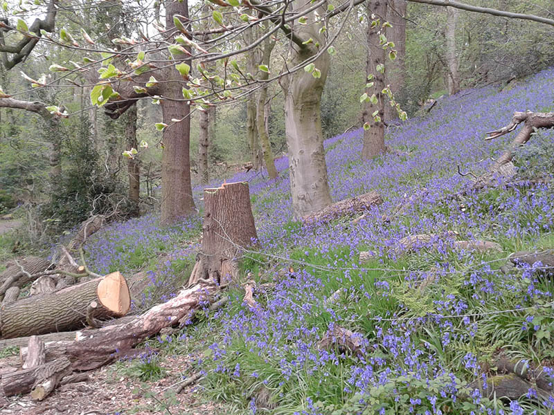 Bluebells at Brockholes