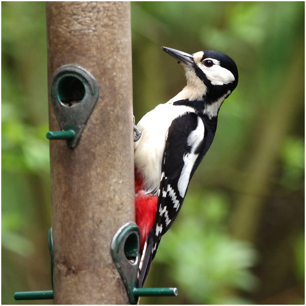 019 Great Spotted Woodpecker.jpg