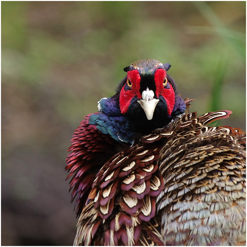 021 Pheasant 2.jpg