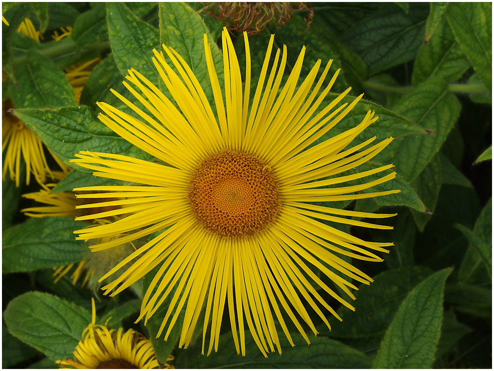 037 Yellow.jpg
