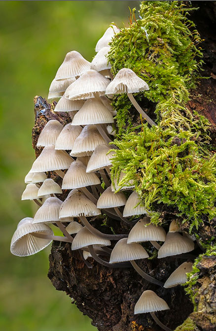 Fairy Inkcap.jpg