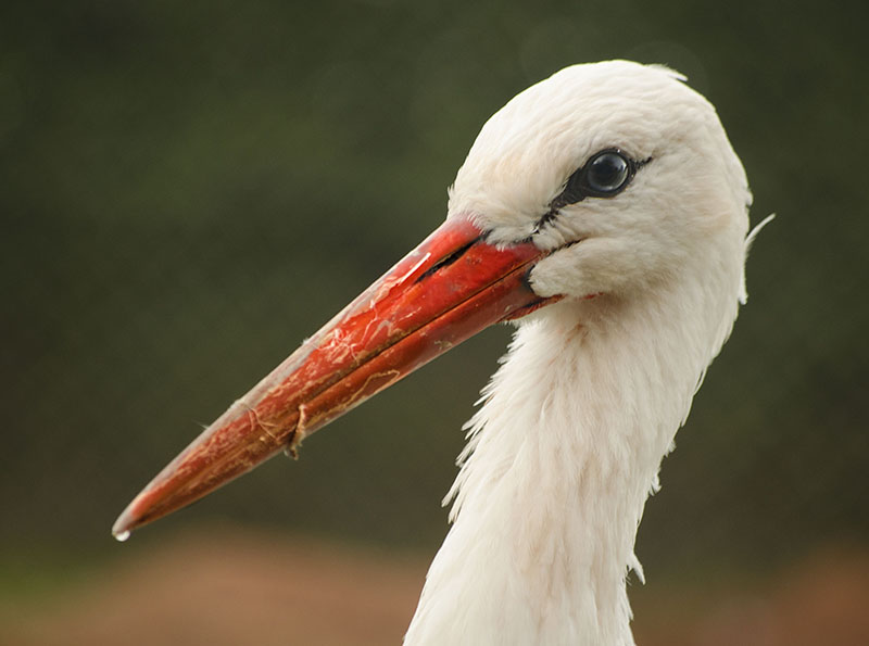 Red Billed Stork.jpg