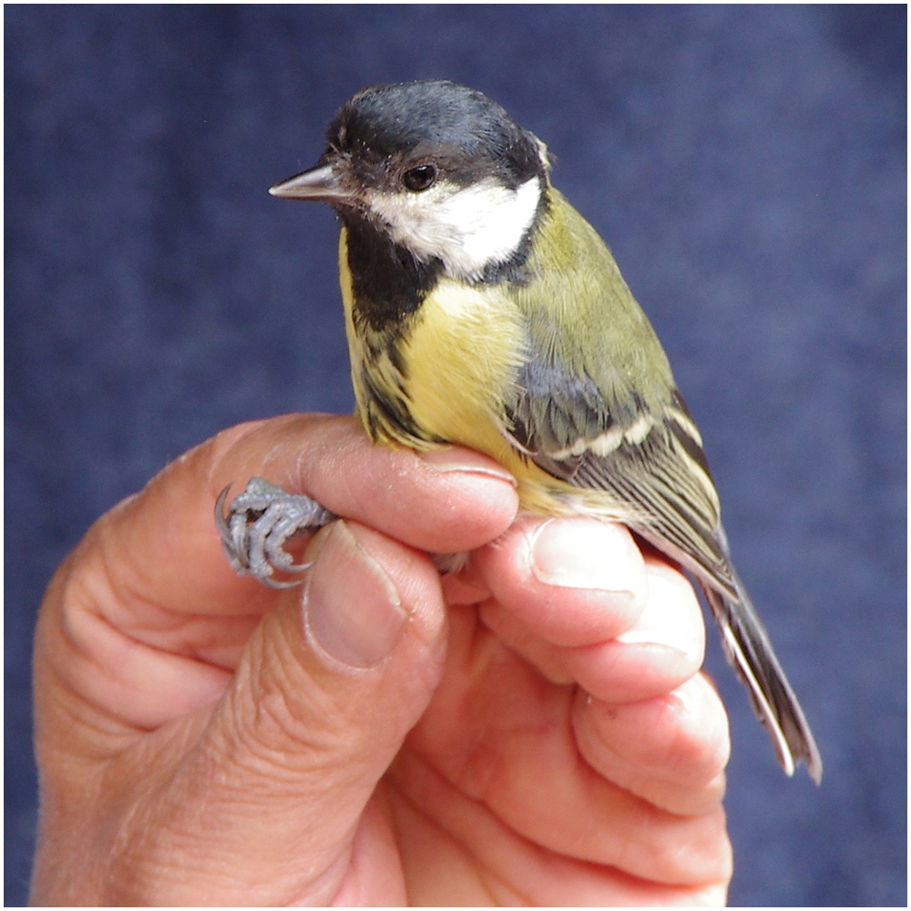 010 Ringing Birds at Gibside.jpg