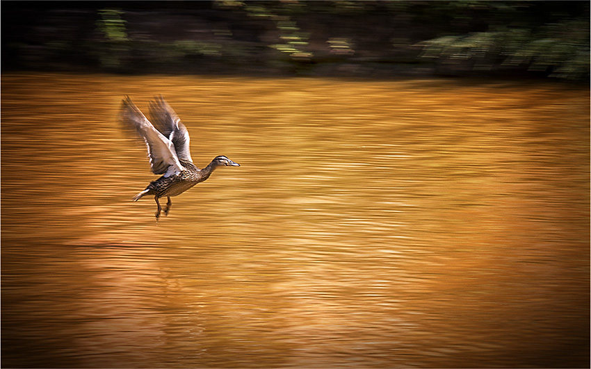 DUCK A L'ORANGE 2.jpg
