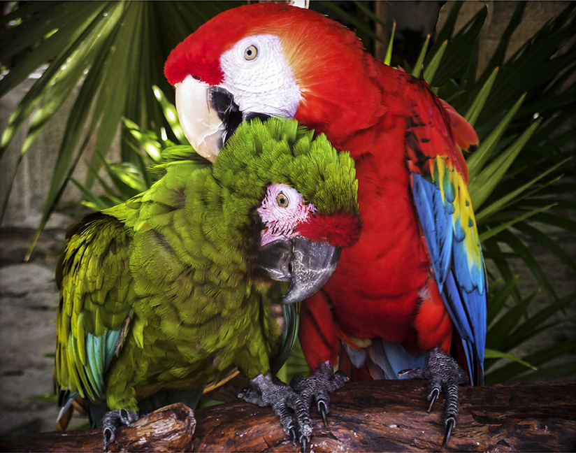 Pair of Macaws
