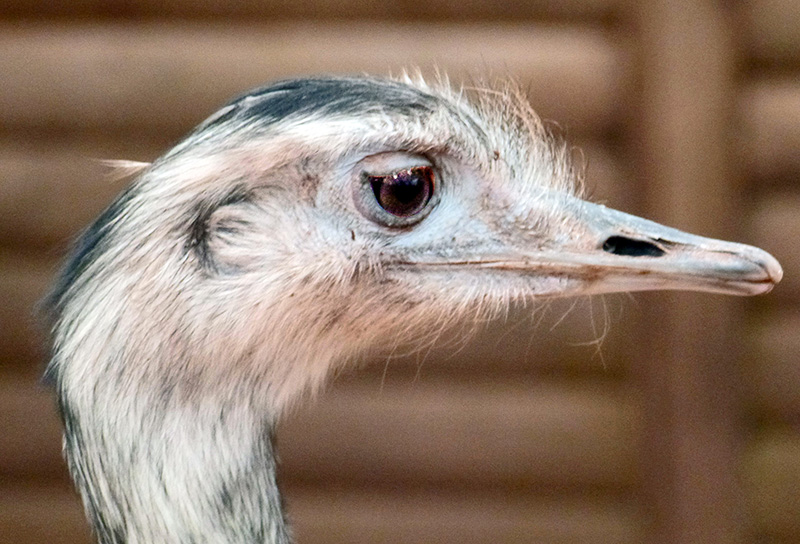 bird.jpg