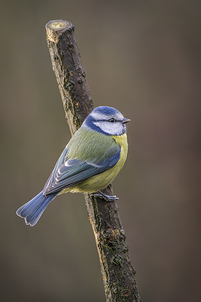 Blue Tit.jpg