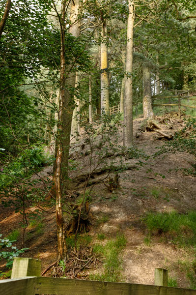 Trees.jpg