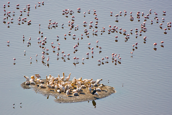Island-of-Pelicans.jpg