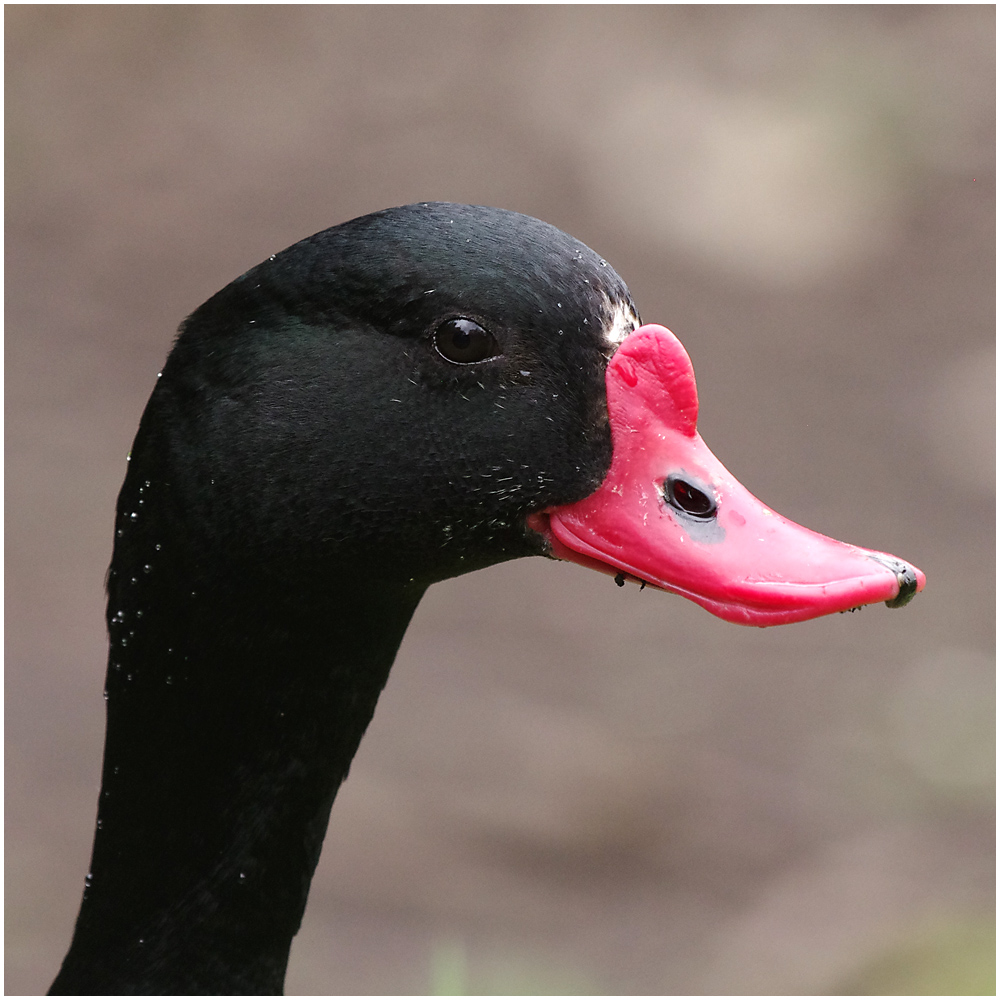 022 Shellduck Portrait.jpg